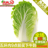 尚购24蔬果-优质新鲜特菜 新鲜大白菜1颗3斤左右 新发地蔬菜配送