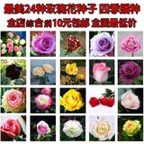 50粒精装 奇趣景观绿植盆栽花卉种子 红玫瑰花种子 玫瑰种子鲜花