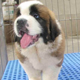 双赛级血统家养宠物狗 纯种巨型圣伯纳犬 救援护卫活体幼犬出售10
