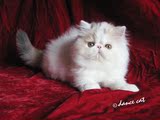 ●舞蹈小猫客栈●CFA注册纯种三花梵色异国长毛猫★加菲猫 宠物猫
