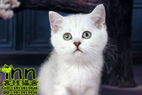 银色渐层色英国短毛猫 英短宠物猫咪 白猫 实体猫店可刷卡包存活