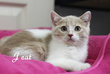 【J CAT】纯种英国短毛猫 乳白 乳色加白英短DD 14年5月15日出生