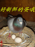 土鸽蛋农家散养新鲜鸽子蛋新鲜白种鸽子蛋孕产妇滋补宝宝辅食佳品