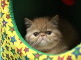 赛级活体出售 纯种加菲猫宝宝 学名异国短毛猫 专业家庭繁殖