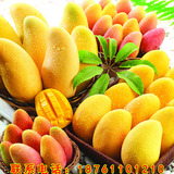 芒果树苗 南北方种植四季芒果泰国菠萝蜜树苗榴莲/红象牙马来西亚