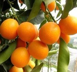 出售果树苗 金桔/橘苗盆栽当年结果 四年苗当年结果 橘子桔子苗