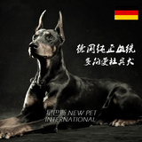 凌空星巴斯 德国多伯曼杜宾犬冠军狗纯正血统宠物活体出售D001