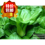 油菜 上海青 四季播 青菜  蔬菜种子阳台种菜家庭盆栽 易种16包邮
