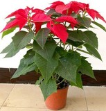 一品红圣诞花万年红室内花卉绿植盆栽开业礼品年宵花开花植物盆景