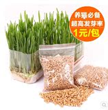 纯天然无公害优质猫草小麦种子调理肠胃约20g