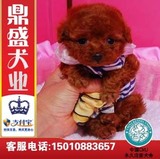 茶杯/迷你/泰迪幼犬出售/纯种健康贵宾犬狗狗/视频支付/皇冠店C3