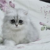 上海本地自家饲养**漂亮可爱性格温婉的纯种金吉拉幼猫 大眼
