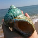 超大天然海螺贝壳绿蝾螺卷贝鱼缸水族箱造景装饰创意家居摆件礼品