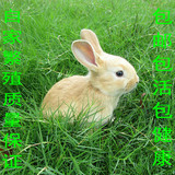 宠物兔宝宝 熊猫兔公主兔小白兔黑兔子 兔活体 包邮包活送笼子