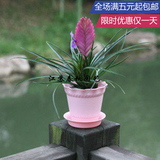 热卖 除甲醛植物花草 铁兰 紫凤梨花卉 非常容易带盆栽好迷你植物