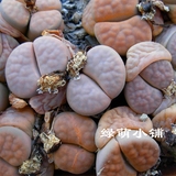 绿萌小铺 德国进口 番杏生石花 花纹玉种子 LITHOPS karasmontana