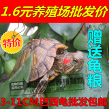 2-11CM黄金大小巴西龟彩龟乌龟活体宠物龟苗水龟招财红黄耳全精品