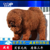 北京幼犬热卖聪明好的藏獒红大狮头大骨量实物活体狗公母铁包金纯