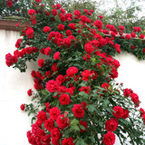 5棵包邮蔷薇花苗5年爬藤苗室内盆栽花卉观花植物赛月季玫瑰花苗