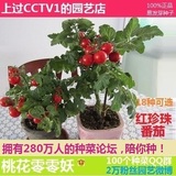 红珍珠小番茄种子25西红柿进口圣女水果四季春播阳台盆栽蔬菜花卉