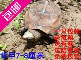 大小乌龟活体中华草龟冷水龟陆金线墨龟一对7-8厘米 包邮