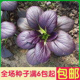 紫油菜蔬菜种子 紫崧营养保健菜  阳台绿色有机盆栽种子