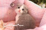 【已被预订】赫米娅猫舍苏格兰折耳小猫活体宠物纯种蓝白加白幼猫