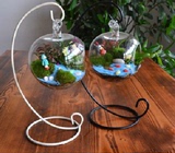 DIY创意苔藓微景观生态瓶 办公室桌面植物盆栽玻璃小苹果摆件
