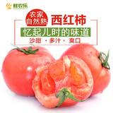 【鲜农乐】现摘京西密云农家西红柿500g不催熟大番茄新鲜蔬菜时令