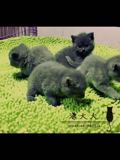 加菲猫宠物猫咪/异国短毛猫/家养纯种短毛/幼猫活体蓝白