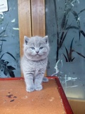 家养英国短毛猫纯种蓝猫立耳母猫折耳蓝猫（售太原）