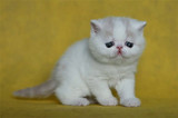 加菲猫宠物猫咪/异国短毛猫/家养纯种短毛/幼猫活体乳白弟弟DD公