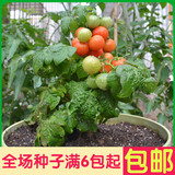 盆栽红珍珠番茄 日本进口西红柿蔬菜水果种子 高质有图