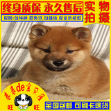 合肥秋田幼犬 出售纯种幼犬 犬舍日本柴犬 实体店秋田犬 宠物狗狗