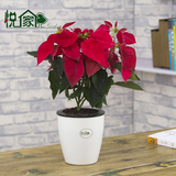 悦家中号懒人自吸水室内外盆栽一品红 高档圣诞花卉植物