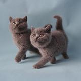 CFA CAA双注册猫舍 蓝色英国短毛猫蓝猫蓝英短猫 短毛猫种猫咪