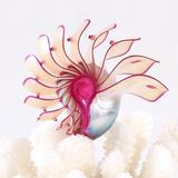 玫瑰鹦鹉螺天然海螺贝壳摆件化石家居创意礼品四大名螺稀有收藏