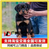 支持淘宝交易 出售德国罗威纳犬 纯种罗威幼犬防暴犬狗狗 宠物狗