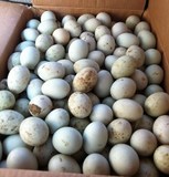 大沽河原生态农家散养鸭蛋 新鲜纯天然 土鸭蛋 青绿皮 生鸭蛋
