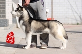 CKU注册冰峰哈士奇 赛级黑色公犬迈巴赫 种公首先 双血统 自留