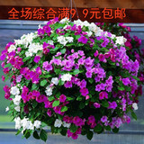 彩色袋装花卉种子 非洲凤仙 观花植物 阳台盆栽垂吊花卉种子