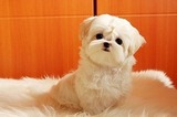 上海家养赛级马尔济斯犬，超大毛量，结构完美 幼犬