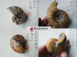 天然鹦鹉螺羊角螺化石摆件鹦鹉螺把玩 彩螺玉化好 一物一图包邮