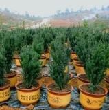 红豆杉树苗健康树50-1.2M高易养护红豆杉盆栽四季植物 红豆杉苗