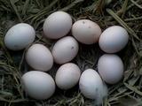正宗原种泰和乌鸡受精蛋 纯种泰和乌鸡种蛋 武山鸡种蛋