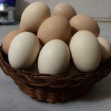 云南新鲜土鸡蛋农家散养20枚盒装月子柴鸡蛋孕妇儿童辅食破损包赔