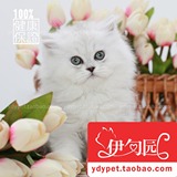 【伊甸园名猫】纯种猫金吉拉银白色银色渐层母猫幼猫长毛猫宠物猫