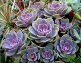 多肉植物 纽伦堡紫珍珠 多肉绿植室内盆栽吸甲醛 创意盆栽 红心莲