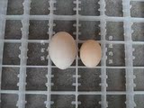 孔雀 蛋 受精 蛋 种蛋
