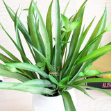 仿真吊兰草 PU手感假植物 装饰花假花 绿色叶子室内摆件 拍摄道具
